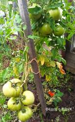 Федор с ВДНХ.jpg