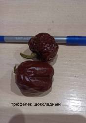 Трюфелек шоколадный.jpg