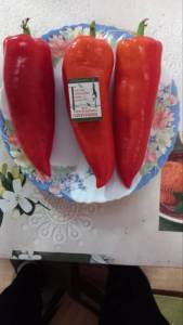 перец каптур.jpg