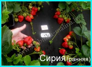 СИРИЯ-1 (7).JPG