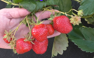 Снимок экрана 2026-01-28 105823.png