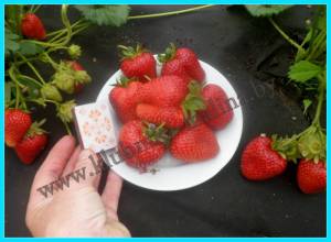 СИРИЯ-1 (4).JPG