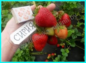 СИРИЯ-1 (9).JPG