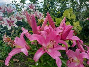 лилия Тэйблдэнс и Гаучо.jpg