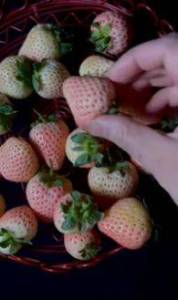 Кадр 20260123_230339_ScreenVideo (00-00-00.038).jpg