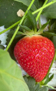 Снимок экрана 2026-01-28 113407.png