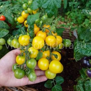 162608296_semena-zheltyj-gorshechnyj-tomat-hamsa(7)-900x900.thumb.jpg.b1935ce69a1fe73aa2c1cff7ea024bd6.jpg