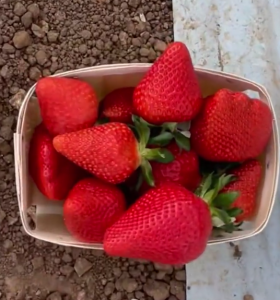 Снимок экрана 2026-01-28 113250.png