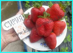 СИРИЯ-1 (2).JPG