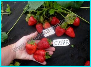 СИРИЯ-1 (8).JPG