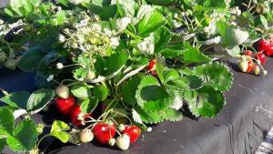 IMG-20170827-WA0004 (1).jpeg