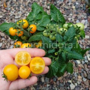 1938859488_semena-tomata-mikro-dzhemma(5)-900x900.thumb.jpg.403706b478ef727dda167e48d55d2980.jpg