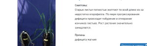 Screenshot 2026-01-26 at 14-19-14 Недостаток магния в луке Yara США.png