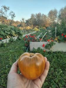 23 коричневй дерби.jpg