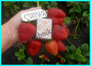 СИРИЯ-1 (10).JPG