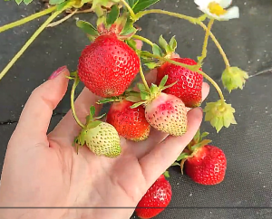 Снимок экрана 2026-01-28 105854.png