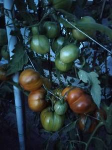 коричневый дерби.jpg