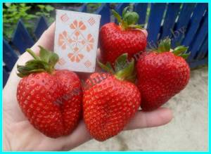 СИРИЯ-1 (11)  испав..jpg