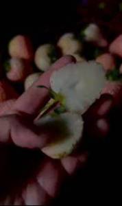 Кадр 20260123_230339_ScreenVideo (00-00-08.896).jpg