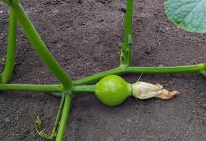 крон принц.jpg