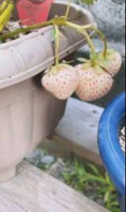 Кадр 20260126_110653_ScreenVideo (00-00-01.886).jpg