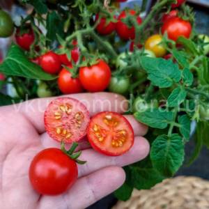594938635_semena-tomata-mikro-tina(3)-900x900.thumb.jpg.d5fa6d224a8c13573678b8451bc31f8f.jpg