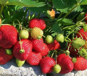 Снимок экрана 2026-01-27 175436.png