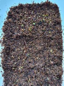 Строуб Блоссом 1.jpg