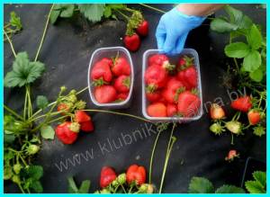 СИРИЯ-1 (14).JPG