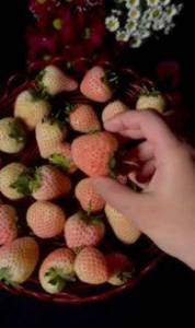 Кадр 20260123_230339_ScreenVideo (00-00-01.908).jpg