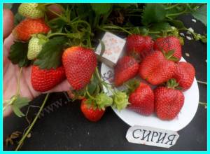 СИРИЯ-1 (5).JPG