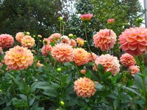 Хапет Пастель.jpg