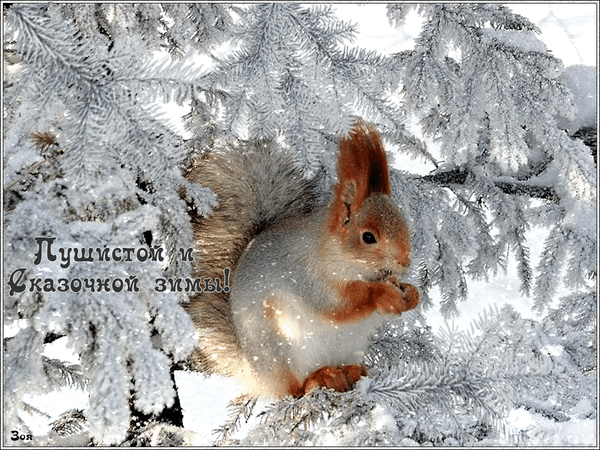 pushistoj-zimy.gif