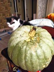 Криола Патака.jpg