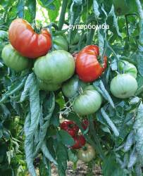 Супербомба