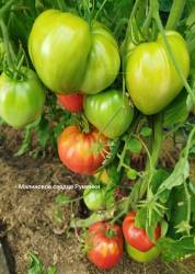 Малиновое сердце румянки