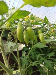 Танцующие зеленые пальчики 27.09.25.jpg