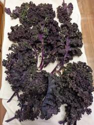 Капуста кейл-кале.jpg