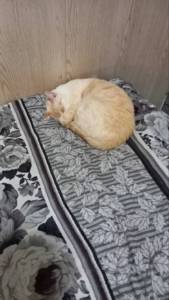 мурлыка 1.2 нос закрыла.jpg