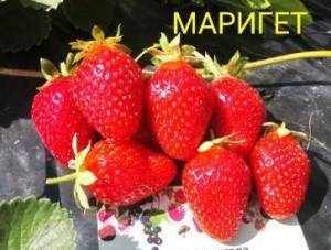 81808552  пикаса.jpg