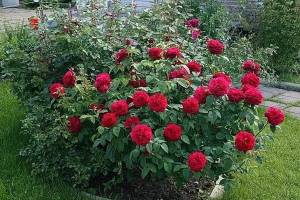 032cb4e963bbc1be87f24b0f747ce575 (1).jpg