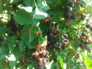 честер (11).jpg