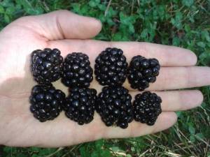 20130709_102919 (640x480).jpg