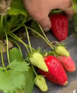 Снимок экрана 2026-02-19 075850.png