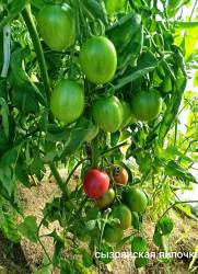 Сызранская пипочка