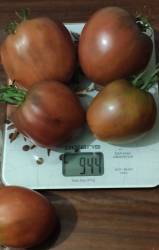 Tundra (Тундра)