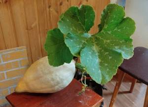 IMG_20240824_140608 (2).jpg