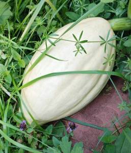 IMG_20240810_155936 (2).jpg