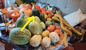 IMG_20241006_113059 1.jpg