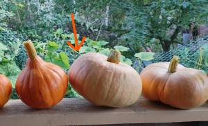 IMG_20240810_151645 (3)_LI.jpg